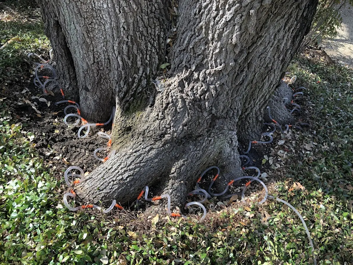 Detailed Tree Cabling and Bracing job site in Saint Leonard