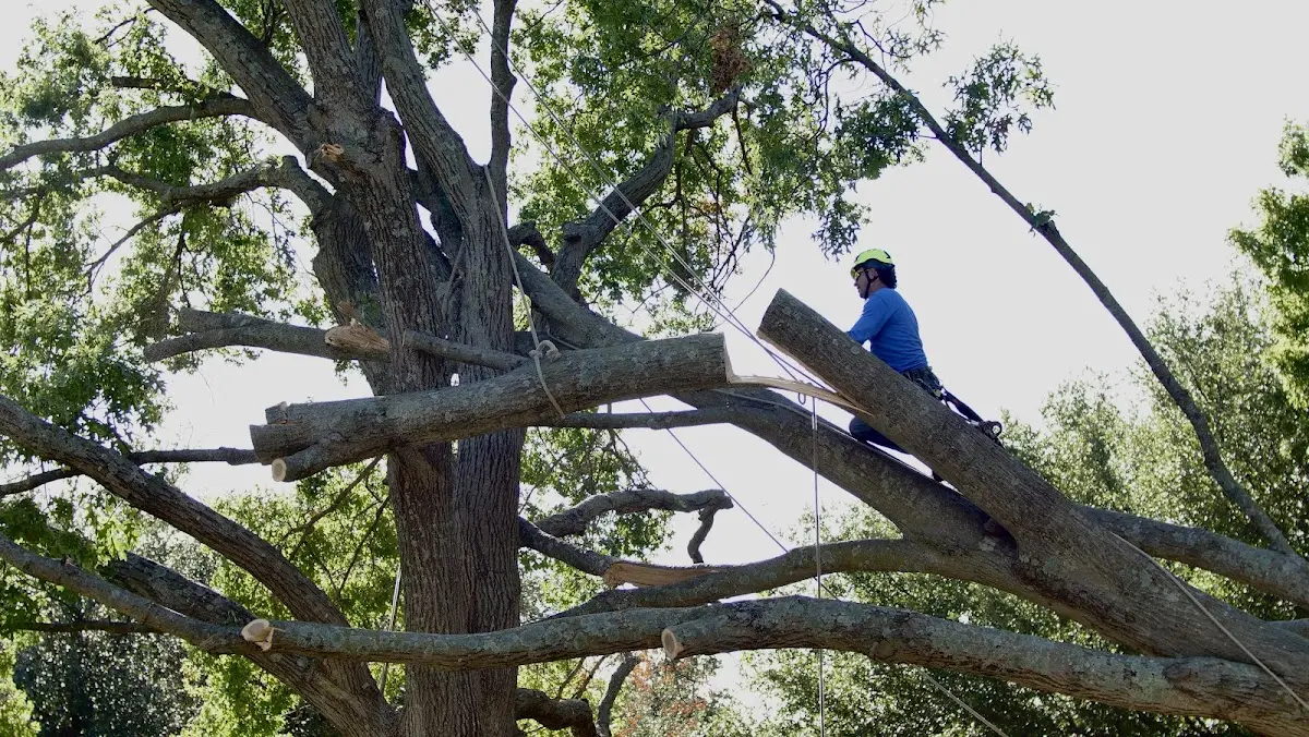 Professional Hazardous Tree Removal performed by certified arborists in Saint Leonard