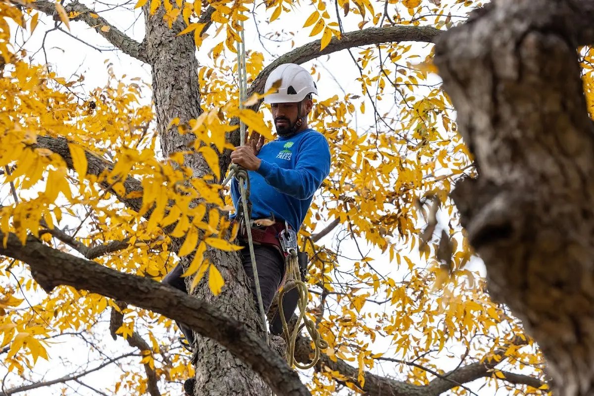 Skilled Tree Trimming crew working in Saint Leonard