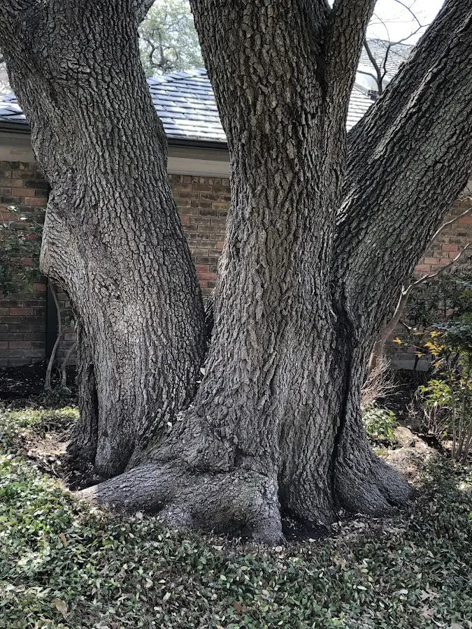 Mature heritage tree close to a Saint Leonard property cared for by certified arborists